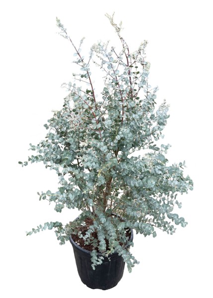 Eucalyptus gunnii 'Azurea'