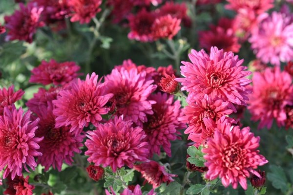 Garten-Chrysantheme 'Twinkle'