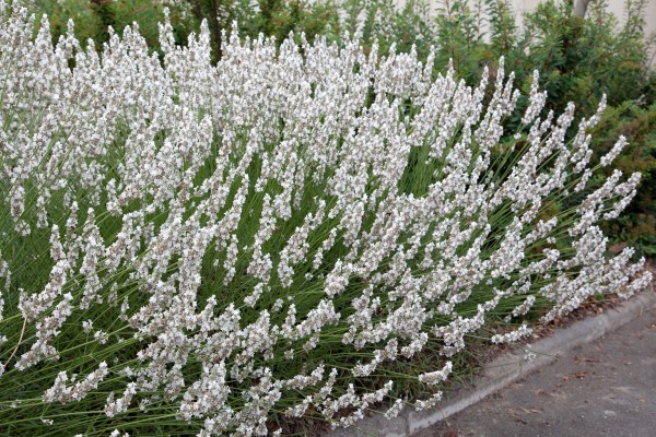 Lavendel 'Edelweiss' - Lavandula x intermedia