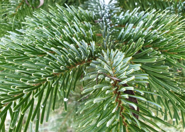 Weihnachtsbaum Nordmann-Tanne