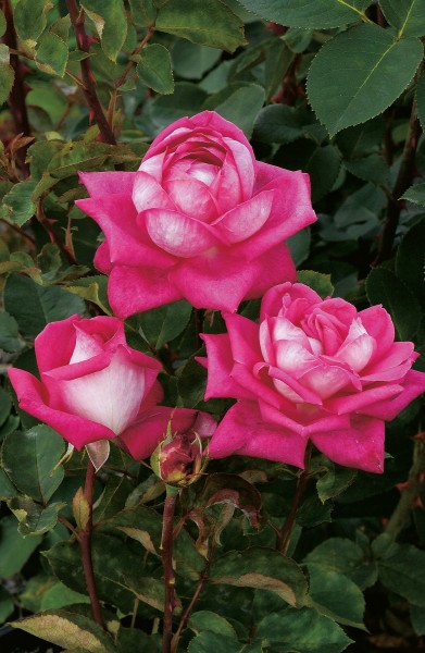 Edelrose 'Acapella'® - Rosa x hybrida
