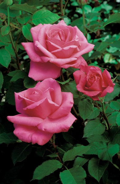 Edelrose 'Electron'® (Mullard Jubilee) - Rosa x hybrida