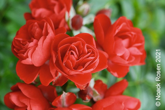 Bodendeckerrose 'Sorrento'® - Rosa x hybrida