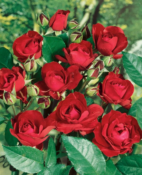 Beetrose 'Pussta'® - Rosa x hybrida