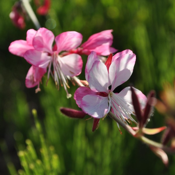 Prachkerze 'rosa'