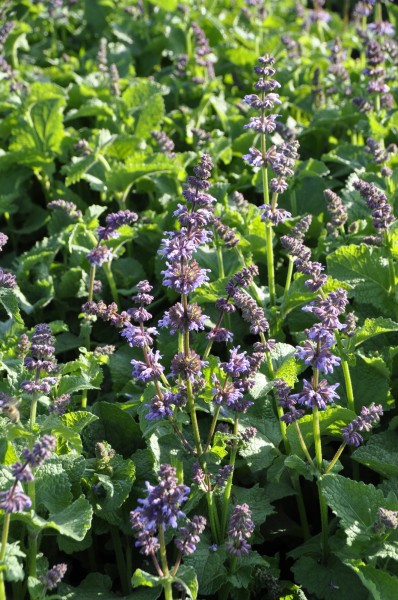 Salbei - Salvia verticillata