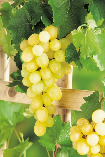 Weinrebe 'Bristaler Muskat' - Vitis vinifera