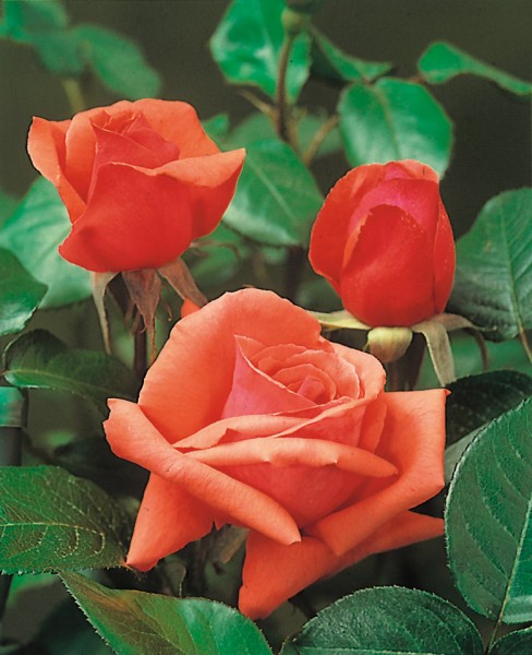 Edelrose 'Duftwolke'® - Rosa x hybrida