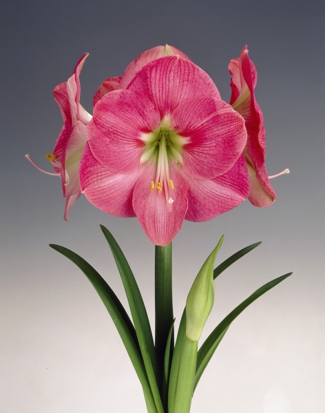 Ritterstern Amaryllis im Topf rosa