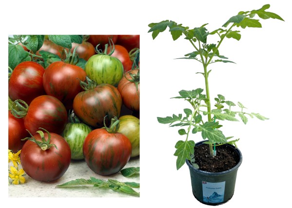 Tomate 'Zebrino' veredelt
