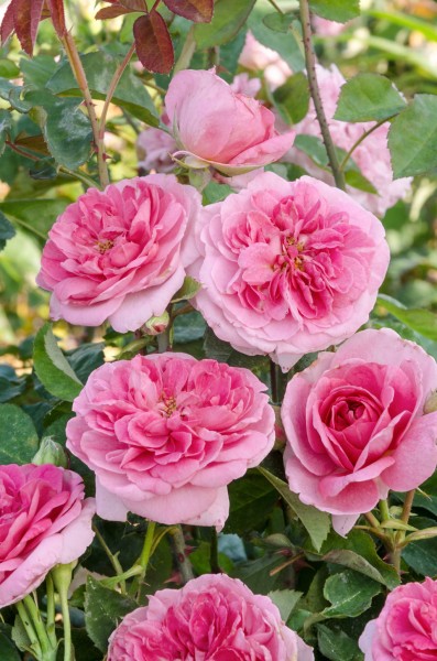 Englische Rose 'Gertrude Jekyll'® - Rosa x hybrida