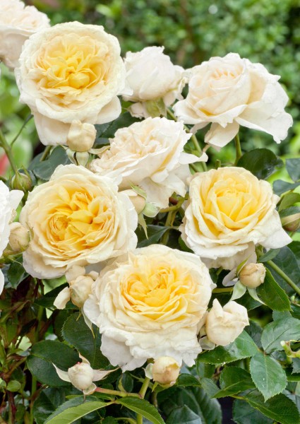 Stammrose 'Kronprinzessin Mary Castle'® - Rosa x hybrida