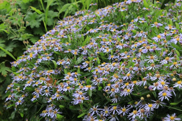 Aster 'Adustus Nanus' - Aster ageratoides