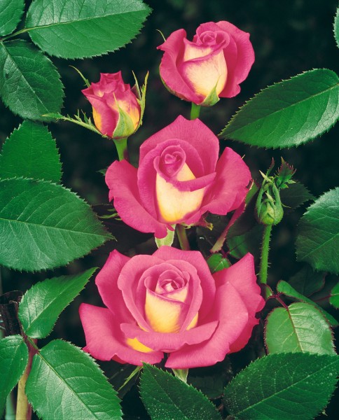 Edelrose 'Chicago Peace'® - Rosa x hybrida
