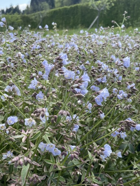 Jakobsleiter 'Stairway to Heaven' - Polemonium reptans