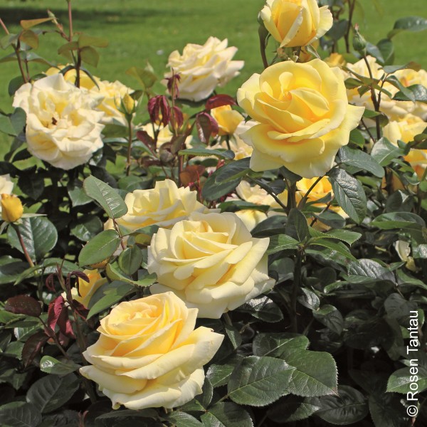 Edelrose 'Avec Amour'® - Rosa x hybrida