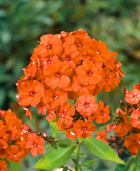 Grosse Garten-Flammenblume 'Orange Perfection' - Phlox paniculata