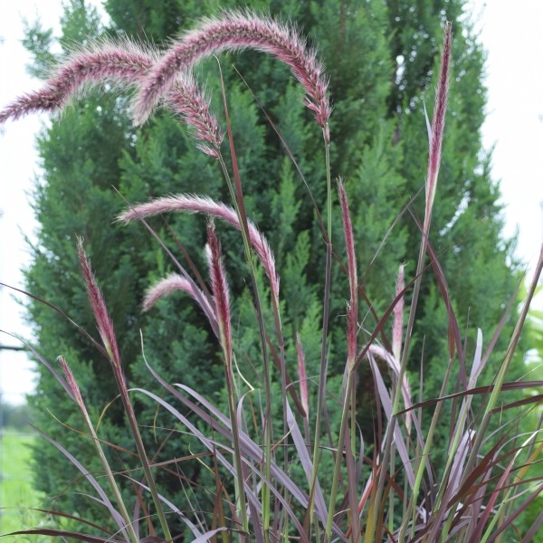 Federborstengras 'Rubrum'