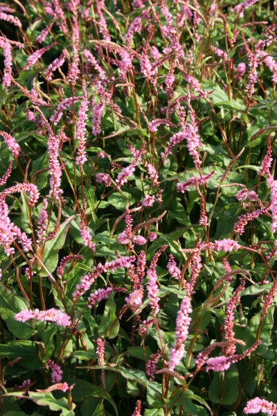 Kerzenknöterich 'Pink Elephant' - Persicaria amplexicaulis