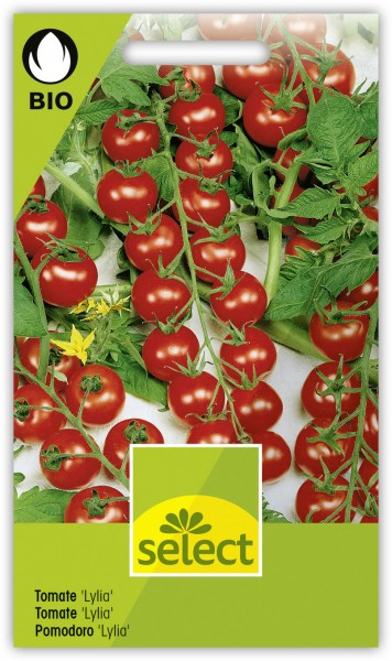 Tomate 'Lylia' - Lycopersicon esculentum