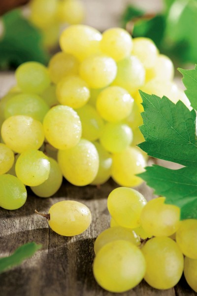 Weinrebe 'Himrod' - Vitis vinifera