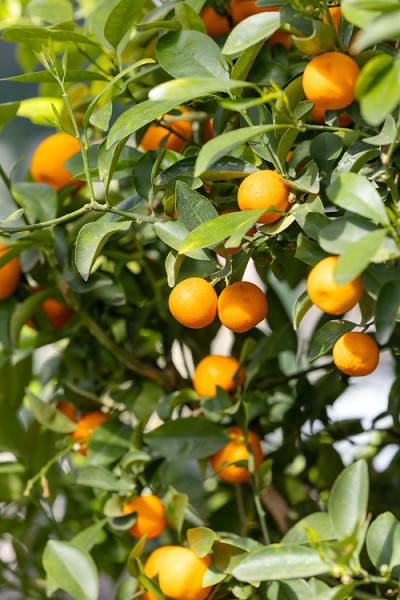 Citrus 'Limequat'