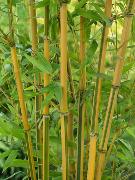 Rauher Gelbrinnen-Bambus 'Spectabilis'