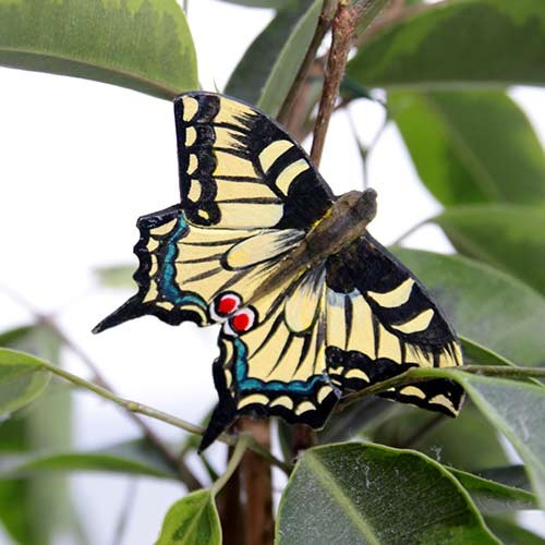 Magnet Schmetterling Schwalbenschwanz