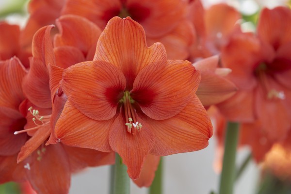 Ritterstern Amaryllis im Topf Naranja