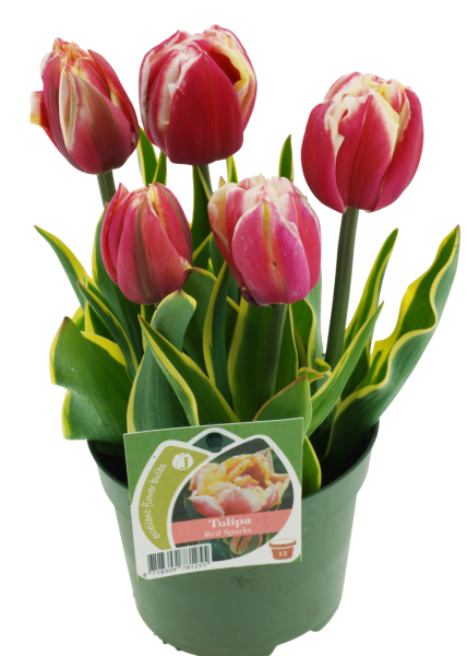 Tulpen 'Red Sparks'